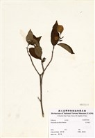 藏品(玉葉金花)的圖片